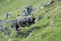 Feral Goat