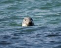 Grey Seal