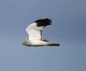 Hen Harrier