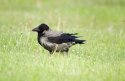 Hooded Crow