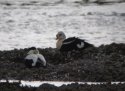King Eider