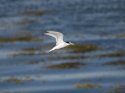 Little Tern