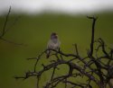 Marmora's Warbler