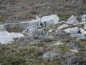Mountain Hare