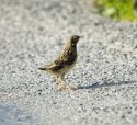 Meadow Pipit