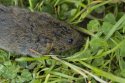 Orkney Vole