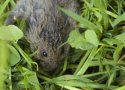 Orkney Vole
