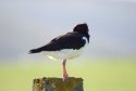 Oystercatcher
