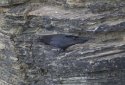 Raven
