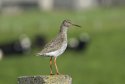 Redshank