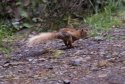 Red Squirrel