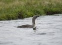 Red Throated Diver