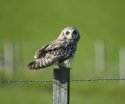Short Eared Owl