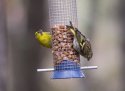 Siskin