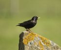 Starling