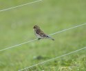 Twite