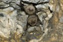 Schreiber's Bats