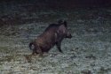 Wild Boar