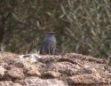 Blue Rock Thrush