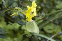 Brimstone