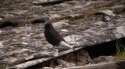 Black Wheatear
