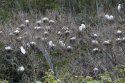 Cattle Egrets