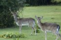 Fallow Deer