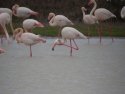 Greater Flamingo