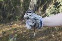 Garden Dormouse