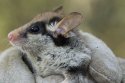 Garden Dormouse