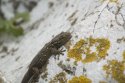 Moorish Gecko