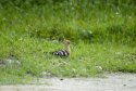 Hoopoe