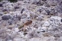 Spanish Ibex