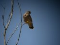 Lesser Kestrel