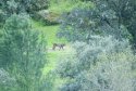 Spanish Lynx