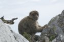 Barbary Macaque