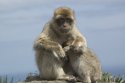 Barbary Macaque
