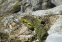 Oscellated Lizard