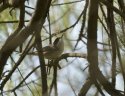 Western orphean Warbler