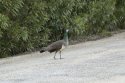 Indian Peafowl