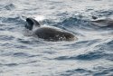 Long Finned Pilot Whale