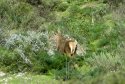 Red Deer