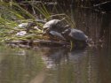 Red Eared Slider / Spanish Terrapin