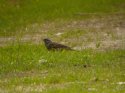 Rock Bunting