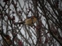 Red Rumped Swallow