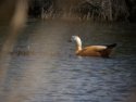 Ruddy Shelduck