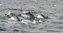 Striped Dolphin