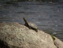 Spainsh  Terrapin