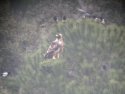 Spanish Imperial Eagle