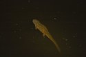 Sharp Ribbed Newt
